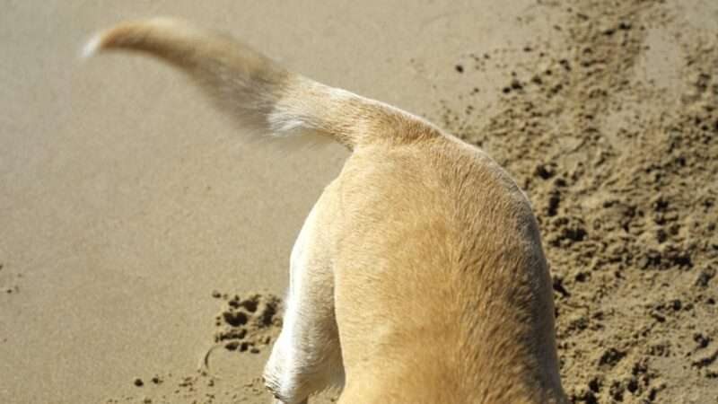 Co znamená, když pes vrtí ocasem