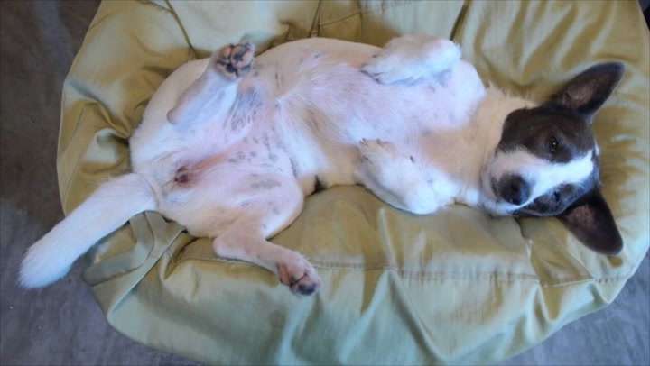 Co znamená, když pes leží na zádech