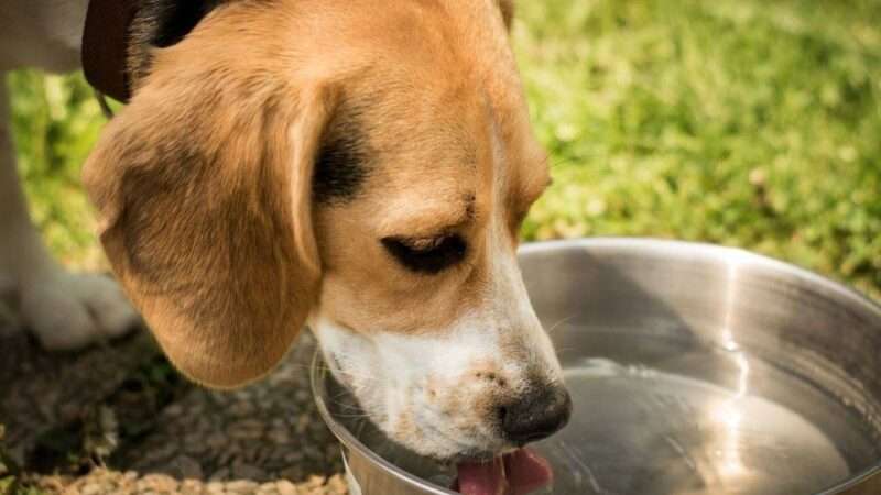 Co znamená, když pes hodně pije