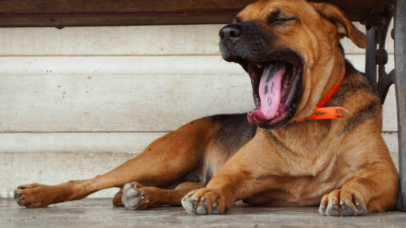 Zívání psa – Co znamená, když pes zívá?