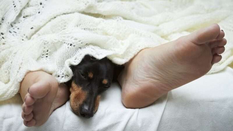 Můj pes spí u mých nohou – Co to znamená?