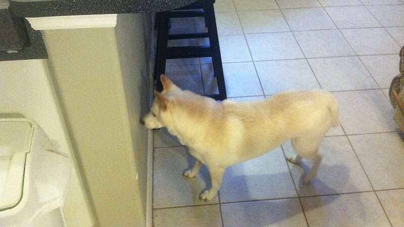 Co znamená, když pes kouká do zdi