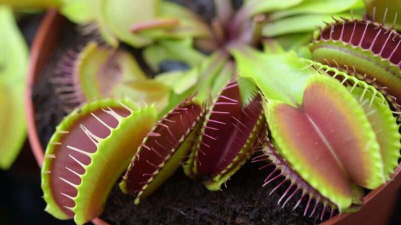 Poradíme, jak se starat o masožravku a jak často ji zalévat